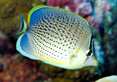 Speckled Butterflyfish (Chaetodon citrinellus)                                         
