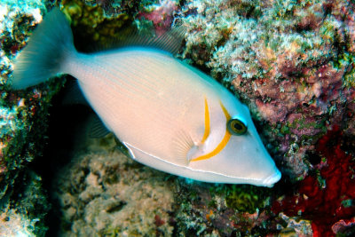 Scythe Triggerfish (Sufflamen bursa)