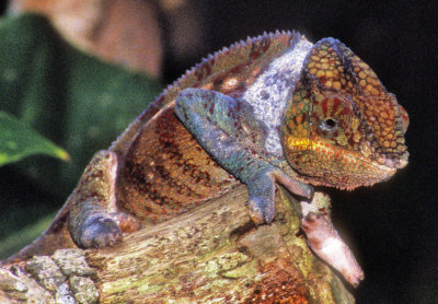 Chameleon