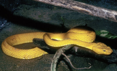 Yellow Snake - 'Morelia Viridis',  The Green Tree Python