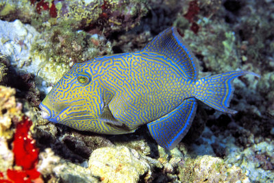 Blue Triggerfish (Pseudobalistes fuscus)
