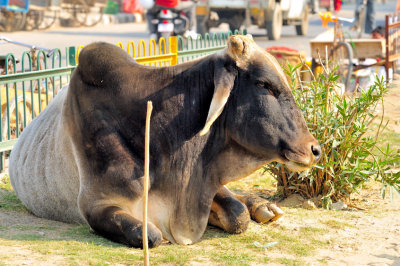 Giant Bramah Bull In The Middle Of The Highway