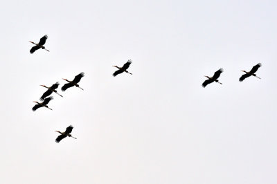 Stork Formation
