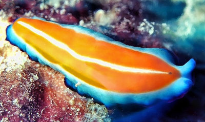 Colourful Sea Slug 
