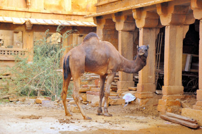 Camels Still Around Inside The Old Fort