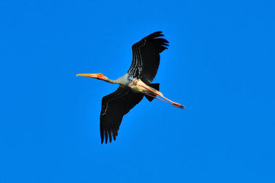 Indian Stork Flying