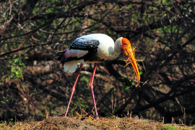 Stork Collecting Straws For Nest