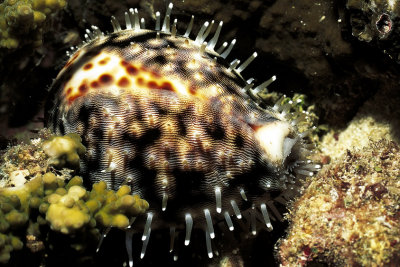 Cowrie With Mantle At Night
