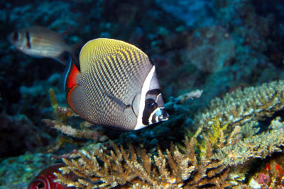 Collare Butterflyfish Hovering Coral Head 