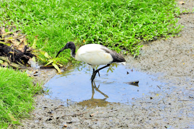 Sacred Ibis (Threskiornis aethiopicus) 