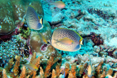 Spotted Butterflyfish Couple 