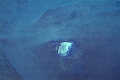 Giant Stingray