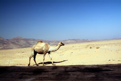Camel At Road Side 