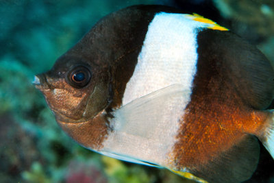 Black Pyramid Butterflyfish (Hemitaurichthys zoster) Close