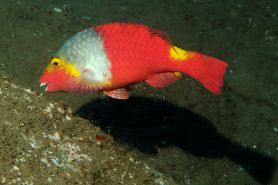 Madeira Parrotfish 
