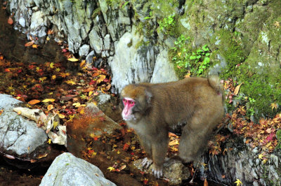 Japanese Macaque - Washing Up After Sex