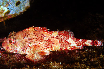 Madeira ScorpionFish 