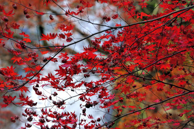 Fall On The Falls