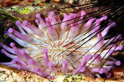 Big Club Tipped Anemone, Behind Urchins 