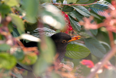 Blackbird Eating Berries 