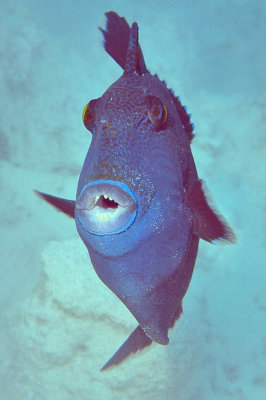 Blue Triggerfish Frontal