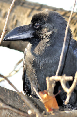 Eye of a Raven