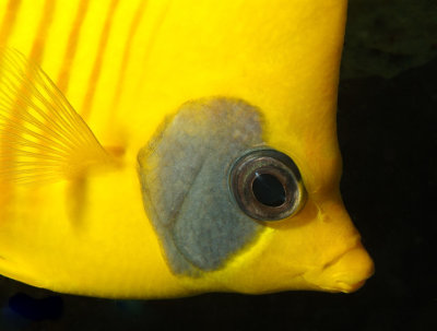 Diskfish Close