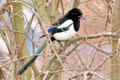 Colourful Magpie 