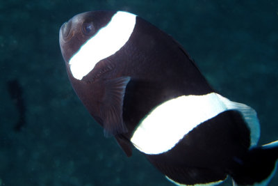 Saddleback Anemonefish - Amphiprion polymnus