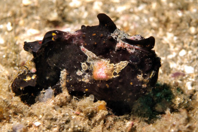 Commerson's Frogfish - Antennarius commerson
