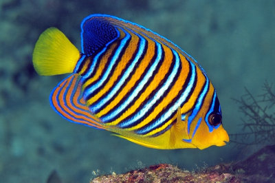 Peacockfish 
