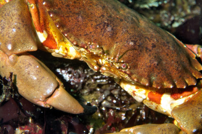 Crab's Angry Face - Red Rock Crab, 'Cancer productus' 