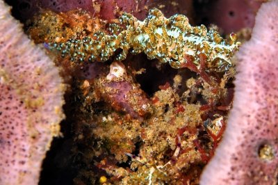 Two Nudibranchs Inside Sponge