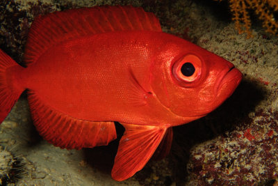 Red Fish 