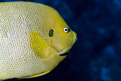 Angelfish Close