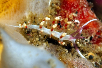 Tiny Nudibranch On Sponge 