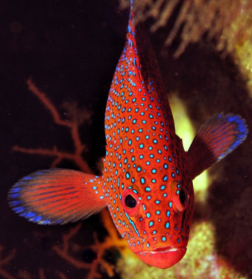 Jewel Grouper Frontal