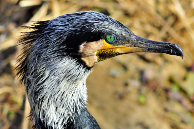 Winter Cormorant Eye