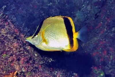 Marcella Butterflyfish (Prognathodes marcellae )