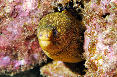 Spotted Moray 