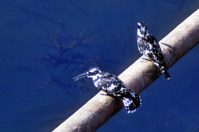 Pair of Pied Kingfishers (Ceryle rudis)