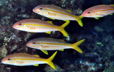 Yellow Goatfish 'Mulloidichthys martinicus' In a Cave  