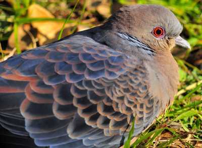 The Eye Of The Turtle Dove