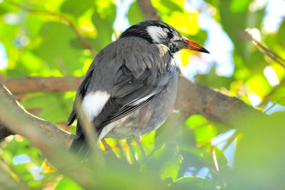 Hidding At View: Asian Pied Starling (Gracupica contra)