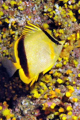 Marcella Butterflyfish On Fire Corals Cave