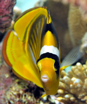 Racoon Butterflyfish Frontal Close 