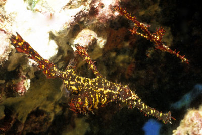 Ghost Pipefish Couple 