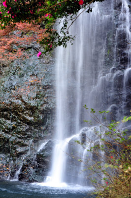 The Camellias And The Waterfall