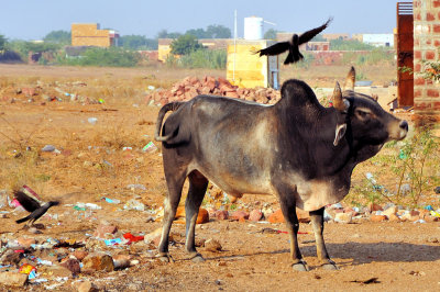 Crows Fighting a Buffalo For a Kingdom of Garbage