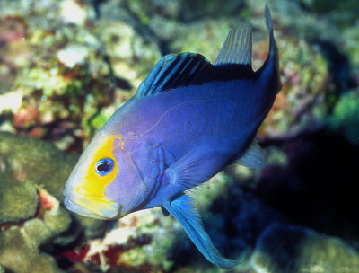 Red Sea Soapfish (Diploprion drachi) Close  